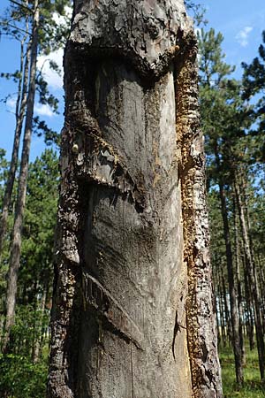 Pinus nigra \ Schwarz-Kiefer, A Weikersdorf am Steinfeld 2.7.2020