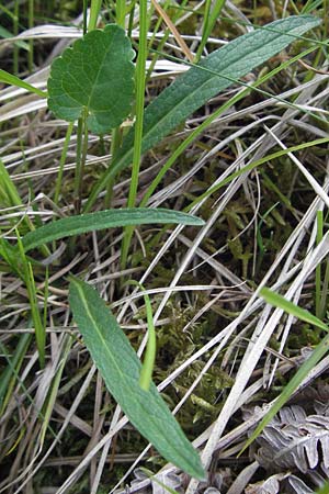 Phyteuma orbiculare / Round-Headed Rampion, A Imst 10.6.2007