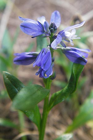 Polygala alpestris \ Voralpen-Kreuzblume, Berg-Kreuzblmchen / Alpine Milkwort, A Kärnten/Carinthia, Petzen 2.7.2010