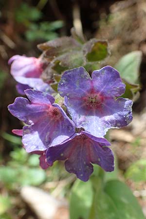 Pulmonaria officinalis \ Echtes Lungenkraut / Lungwort, A Kärnten/Carinthia, Hochobir 19.5.2016