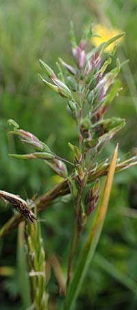 Poa bulbosa \ Knolliges Rispengras / Bulbous Meadow Grass, A Wölzer Tauern, Kleiner Zinken 26.6.2021