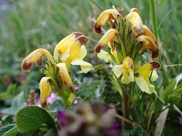 Pedicularis oederi \ Oeders Lusekraut, Buntes Lusekraut, A Wölzer Tauern, Kleiner Zinken 26.6.2021