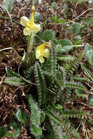 Pedicularis oederi \ Oeders Lusekraut, Buntes Lusekraut, A Wölzer Tauern, Hoher Zinken 26.6.2021