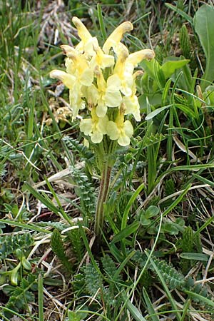 Pedicularis oederi \ Oeders Lusekraut, Buntes Lusekraut, A Wölzer Tauern, Hoher Zinken 26.6.2021