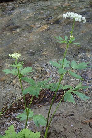 Peucedanum ostruthium \ Meisterwurz / Masterwort, A Ingeringsee 27.7.2021