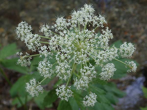 Peucedanum ostruthium \ Meisterwurz / Masterwort, A Ingeringsee 27.7.2021