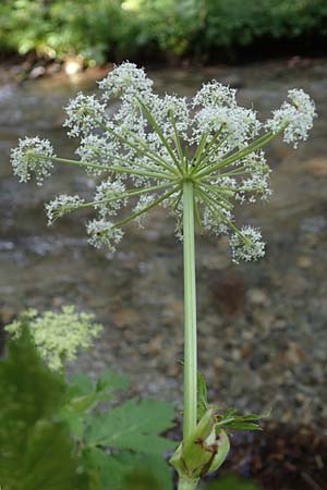 Peucedanum ostruthium \ Meisterwurz / Masterwort, A Ingeringsee 27.7.2021