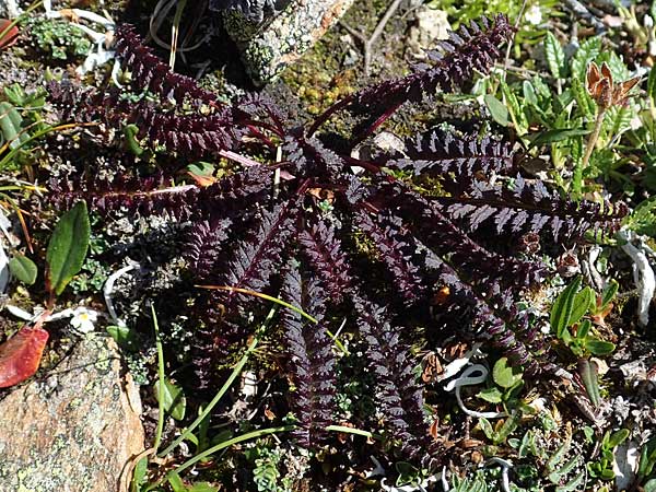 Pedicularis oederi \ Oeders Lusekraut, Buntes Lusekraut, A Wölzer Tauern, Hohenwart 29.7.2021