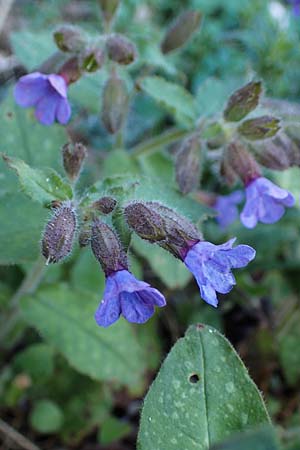 Pulmonaria officinalis \ Echtes Lungenkraut / Lungwort, A Krems 1.4.2023