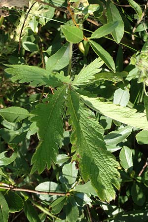 Potentilla recta \ Aufrechtes Fingerkraut, Hohes Fingerkraut, A Gumpoldskirchen 9.7.2023