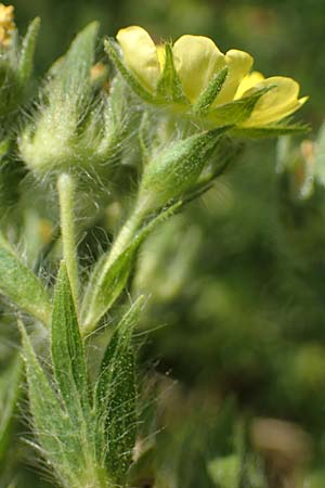 Potentilla recta \ Aufrechtes Fingerkraut, Hohes Fingerkraut / Sulphur Cinquefoil, A Gumpoldskirchen 9.7.2023