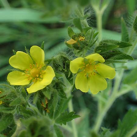 Potentilla recta \ Aufrechtes Fingerkraut, Hohes Fingerkraut, A Gumpoldskirchen 9.7.2023