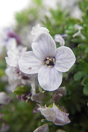 Petrocallis pyrenaica \ Pyrenen-Steinschmckel / Pyrenean Whitlow Grass, A Kärnten/Carinthia, Petzen 2.7.2010