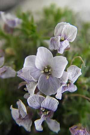 Petrocallis pyrenaica / Pyrenean Whitlow Grass, A Carinthia, Petzen 2.7.2010