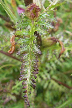Pedicularis palustris \ Sumpf-Lusekraut / Marsh Lousewort, A Lechtal, Warth 23.6.2011