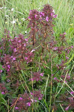 Pedicularis palustris / Marsh Lousewort, A Lechtal, Warth 23.6.2011