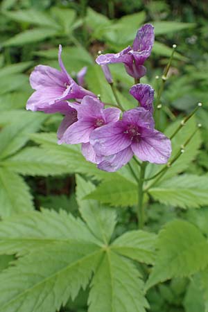 Cardamine pentaphyllos \ Fnfblttrige Zahnwurz, Finger-Zahnwurz, A Kärnten, Feistritz im Rosental 17.5.2016