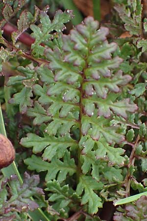 Pedicularis rostratocapitata \ Kopfiges Lusekraut, Geschnbeltes Lusekraut / Beaked Lousewort, A Eisenerzer Reichenstein 28.7.2021