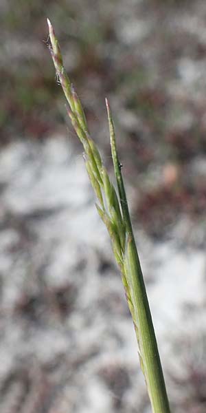 Puccinellia peisonis / Lake Neusiedl Saltmarsh Grass, A Seewinkel, Podersdorf 10.5.2012