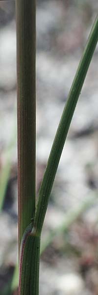 Puccinellia peisonis / Lake Neusiedl Saltmarsh Grass, A Seewinkel, Podersdorf 10.5.2012