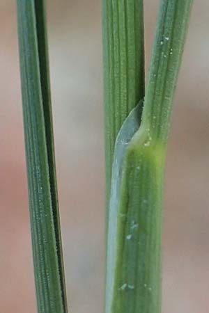 Puccinellia peisonis \ Zick-Salzschwaden, Neusiedlersee-Salzschwaden, A Seewinkel, Illmitz 20.9.2012