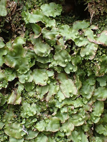 Preissia quadrata / Narrow Mushroom-Headed Liverwort, A Carinthia, Hochobir 19.5.2016