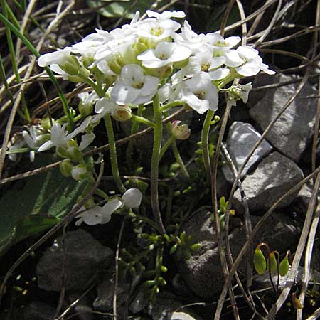 Hornungia alpina \ Alpen-Steinkresse, A Hahntennjoch 27.5.2007