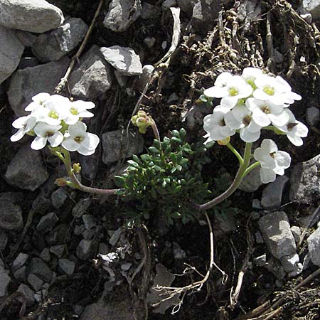 Hornungia alpina \ Alpen-Steinkresse / Pritzelago, A Hahntennjoch 27.5.2007