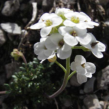 Hornungia alpina \ Alpen-Steinkresse / Pritzelago, A Hahntennjoch 27.5.2007