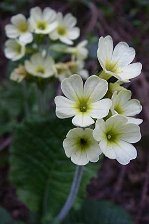 Primula vulgaris \ Stngellose Primel, Kissen-Primel, A Menauer Alm 31.5.2008