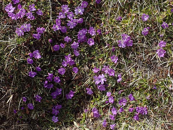 Primula wulfeniana \ Wulfen-Primel / Wulfen's Primrose, A Kärnten/Carinthia, Hochobir 19.5.2016