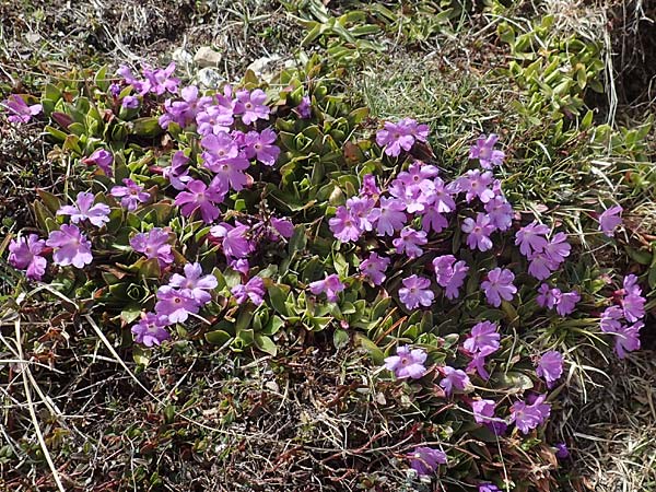 Primula wulfeniana \ Wulfen-Primel / Wulfen's Primrose, A Kärnten/Carinthia, Hochobir 19.5.2016