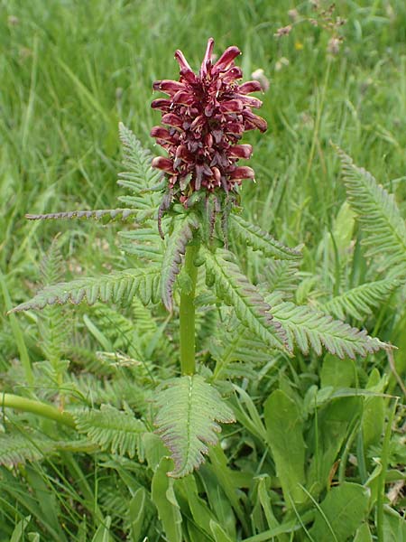 Pedicularis recutita \ Gestutztes Lusekraut / Beakless Red Lousewort, A Osttirol, Golzentipp 11.7.2019