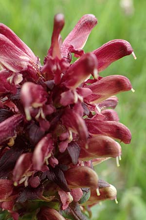 Pedicularis recutita \ Gestutztes Lusekraut / Beakless Red Lousewort, A Osttirol, Golzentipp 11.7.2019