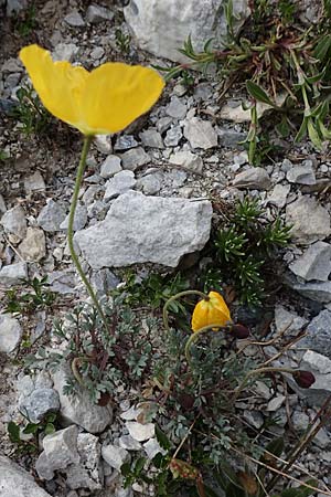 Papaver rhaeticum \ Gelber Alpen-Mohn, Rtischer Alpen-Mohn / Yellow Alpine Poppy, A Osttirol, Porze 13.7.2019