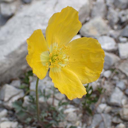 Papaver rhaeticum \ Gelber Alpen-Mohn, Rtischer Alpen-Mohn, A Osttirol, Porze 13.7.2019