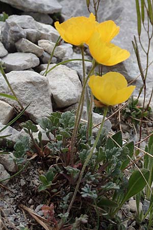 Papaver rhaeticum \ Gelber Alpen-Mohn, Rtischer Alpen-Mohn, A Osttirol, Porze 13.7.2019