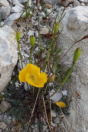 Papaver rhaeticum / Yellow Alpine Poppy, A Osttirol, Porze 13.7.2019