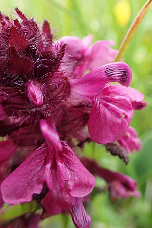 Pedicularis verticillata \ Quirlblttriges Lusekraut / Verticillate Lousewort, A Schneealpe 30.6.2020