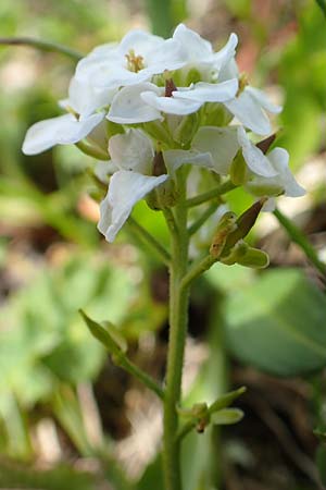 Hornungia alpina \ Alpen-Steinkresse, A Lawinenstein 5.7.2020