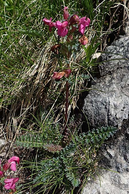 Pedicularis rostratocapitata \ Kopfiges Lusekraut, Geschnbeltes Lusekraut / Beaked Lousewort, A Dachstein Südwand 7.7.2020