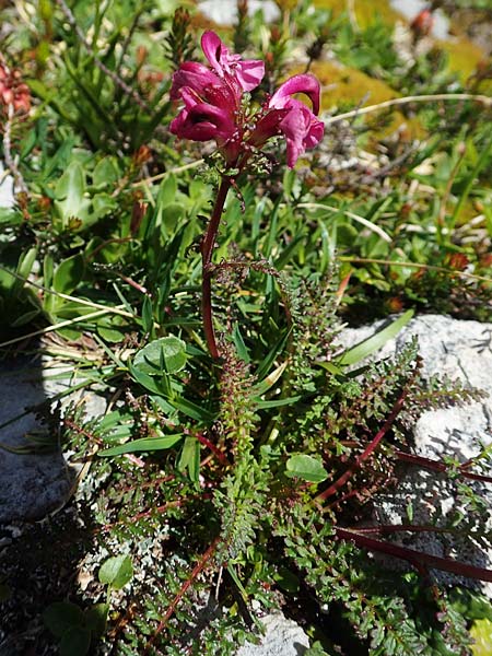 Pedicularis rostratocapitata \ Kopfiges Lusekraut, Geschnbeltes Lusekraut / Beaked Lousewort, A Dachstein, Auretskar 7.7.2020