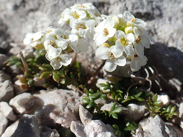 Hornungia alpina \ Alpen-Steinkresse / Pritzelago, A Dachstein 10.7.2020