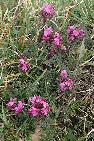 Pedicularis rostratocapitata / Beaked Lousewort, A Eisenerzer Reichenstein 28.7.2021