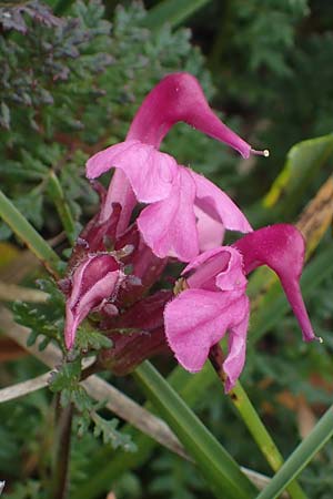 Pedicularis rostratocapitata \ Kopfiges Lusekraut, Geschnbeltes Lusekraut / Beaked Lousewort, A Eisenerzer Reichenstein 28.7.2021