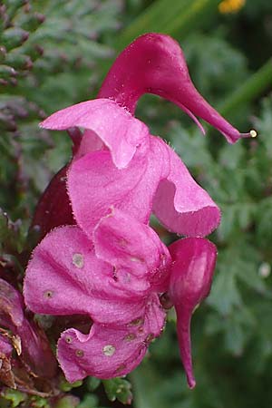 Pedicularis rostratocapitata / Beaked Lousewort, A Eisenerzer Reichenstein 28.7.2021