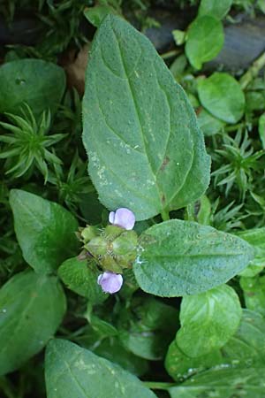 Prunella vulgaris \ Gemeine Braunelle, Kleine Braunelle, A Deutschlandsberger Klause 30.6.2022