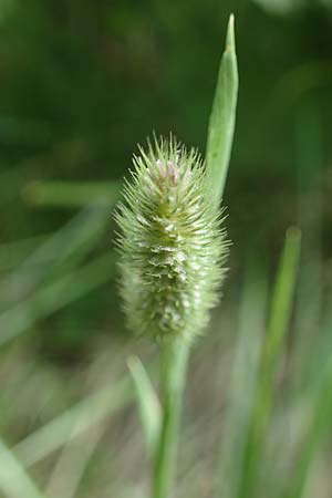 Phleum rhaeticum \ Rtisches Alpen-Lieschgras / Rhaetian Cat's-Tail, A Kärnten/Carinthia, Koralpe 1.7.2022