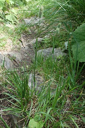 Phleum rhaeticum \ Rtisches Alpen-Lieschgras / Rhaetian Cat's-Tail, A Kärnten/Carinthia, Koralpe 1.7.2022