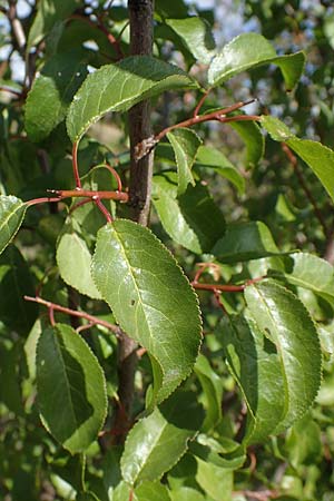 Rhamnus cathartica / Buckthorn, A Perchtoldsdorf 22.9.2022